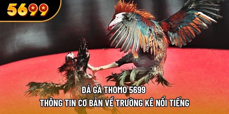 đá gà thomo